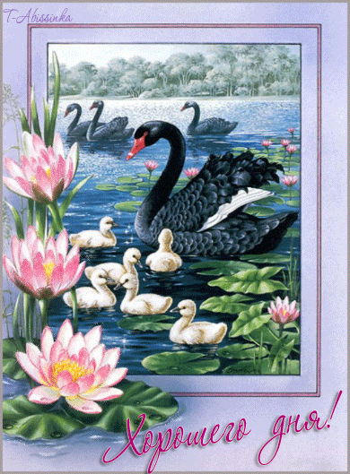 Открытки с Днём свадьбы лебеди. Открытка С Днём рождения С лебедями.