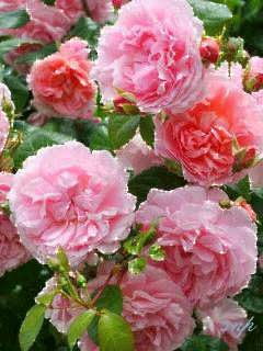 Открытки С днем рождения с пионами женщине. Открытка с днем рождения с пионам...