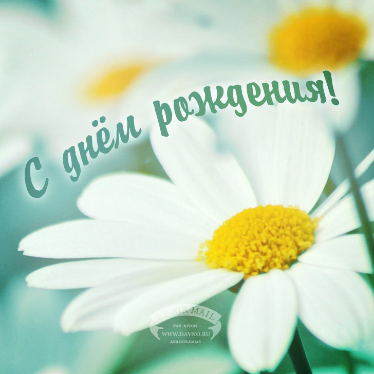 Картинки с ромашками скачать бесплатно. Картинки с ромашками и васильками.