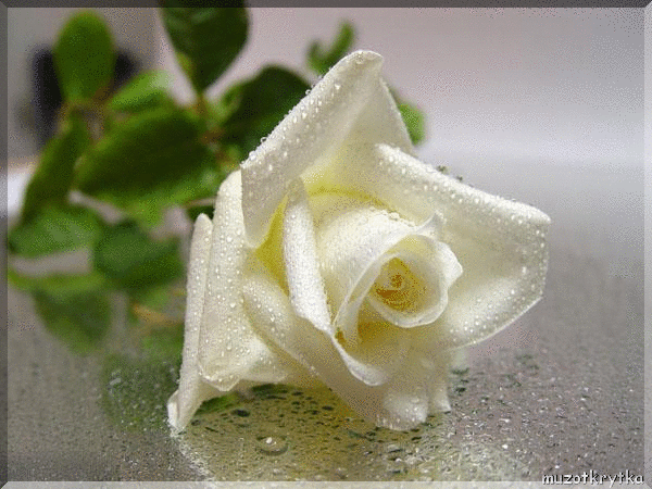 Картинки с белыми розами скачать. Красивые картинки с белыми розами.