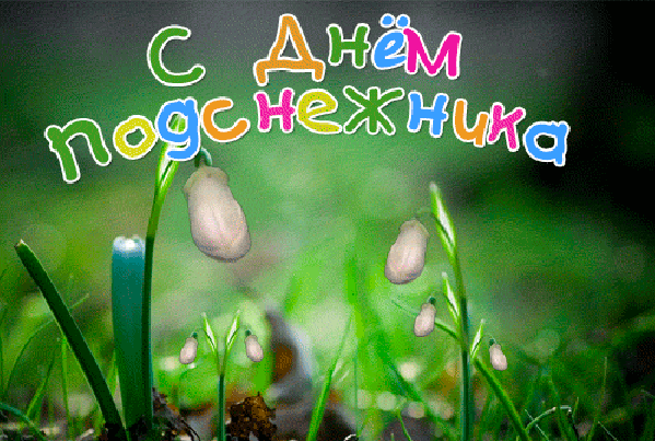 Открытка с днем подснежника. Открытка с днем рождения подснежники.