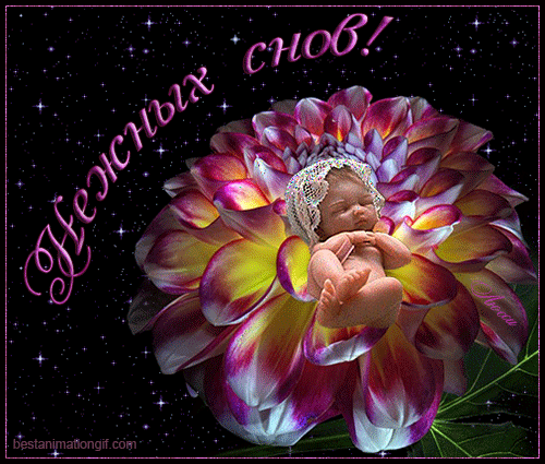 Картинки букетов с пионами. Картинки с пионами. Картинки девушка с пионами. 