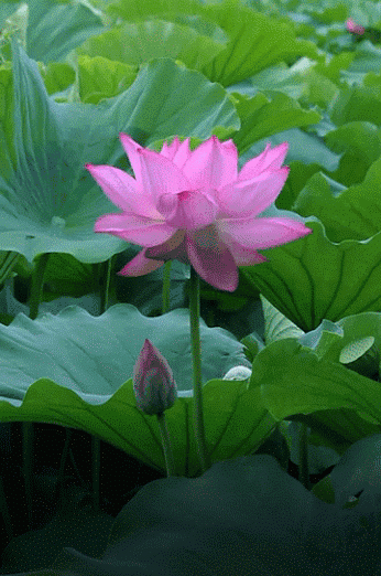 Открытка гиф белый лотос. Открытка Лотос под дождём. Открытка белый лотос на ...