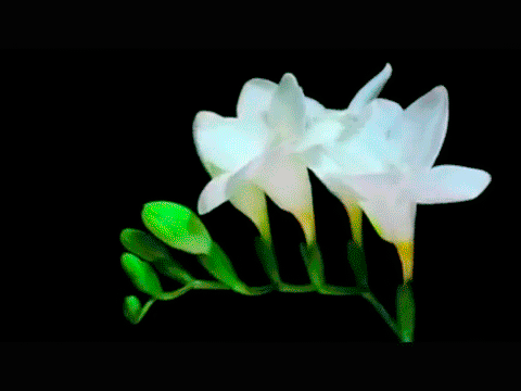 Открытка с распускающимися цветами фрезии. Открытка роса на цветах.