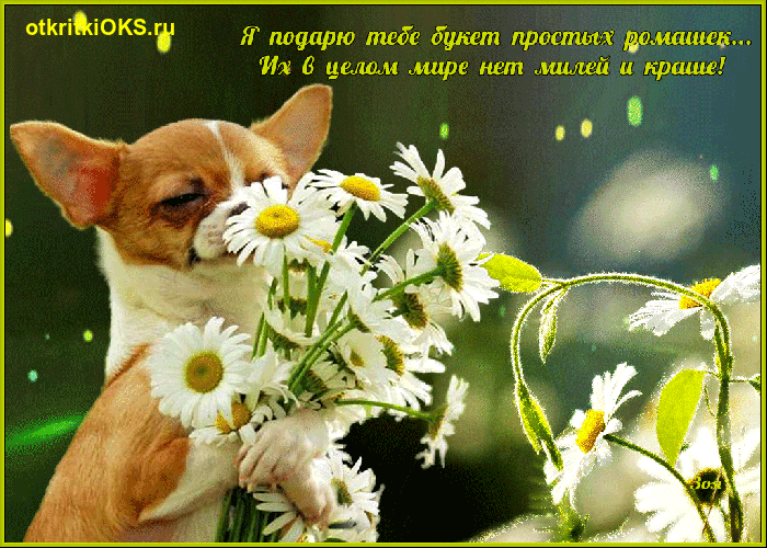 Картинки Спасибо с ромашками. Картинки поле с ромашками. Картинки с 8 мартом ...