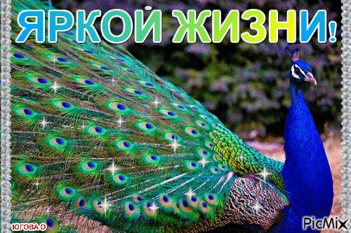 Павлин открытки рисунки. Открытка павлин с распущенным хвостом.