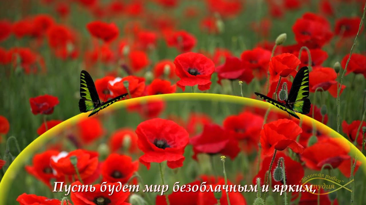 Открытка Поздравляю с нарисованными красными маками.  Векторная картинка крас...