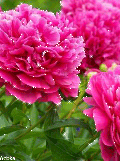 Открытка распускается он будто Радугу извергая бутон пиона, я открытка с разн...