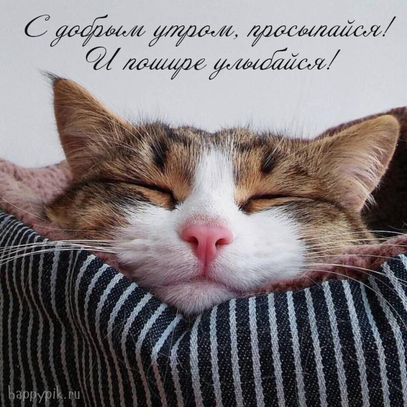 Открытки с кошками Доброе утро. Открытки с кошками Спокойной ночи открытки с ...