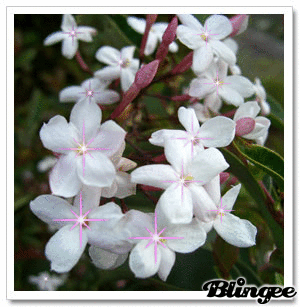 Открытка Доброе утро, с букетом жасмина и пионами. Открытка гиф анимация мерц...