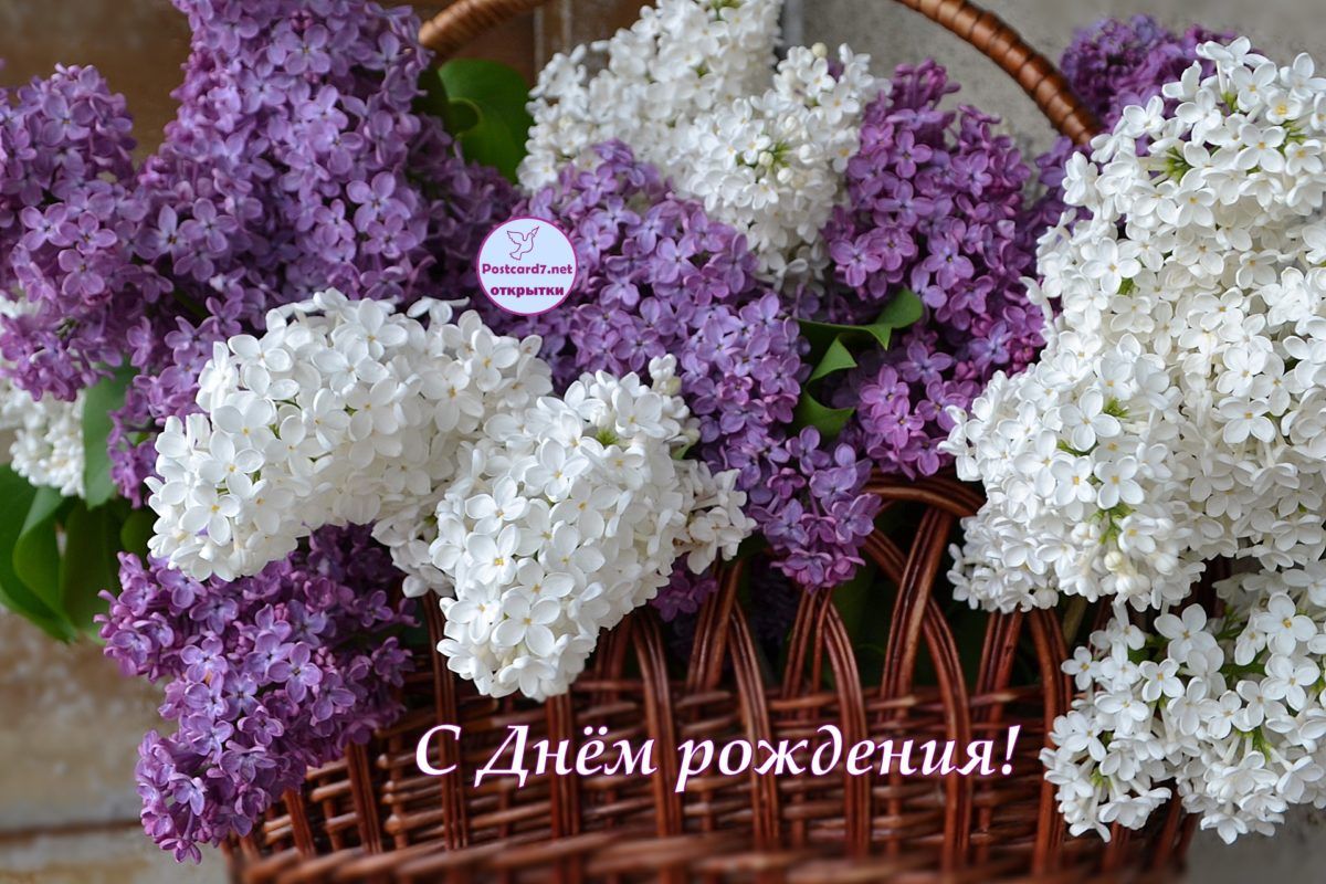 Поздравительные открытки с сиренью