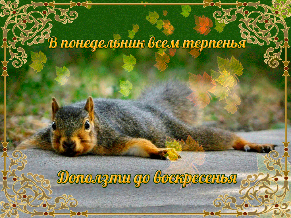 Открытка белочка и Ромашки. Открытка белочка с орешками.    