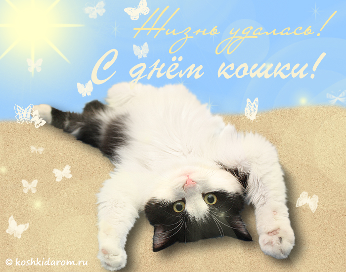 Картинки с кошками пожелания. День кошек. День кошек открытки. Поздравление с днем кошек. Всемирный день кошек открытки.
