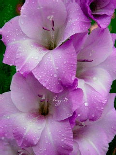 Гладиолусы фото с днём рождения. Гладиолусы фото. Цитаты ты на открытках с гл...