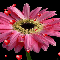 Открытка со стихами с малиновыми и розовыми герберами , ромашкой и тюльпанами.