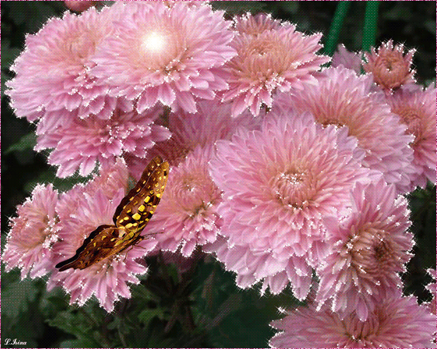 Открытка гиф мерцающая с одной фиолетовой астры. Открытка с анимацией различн...