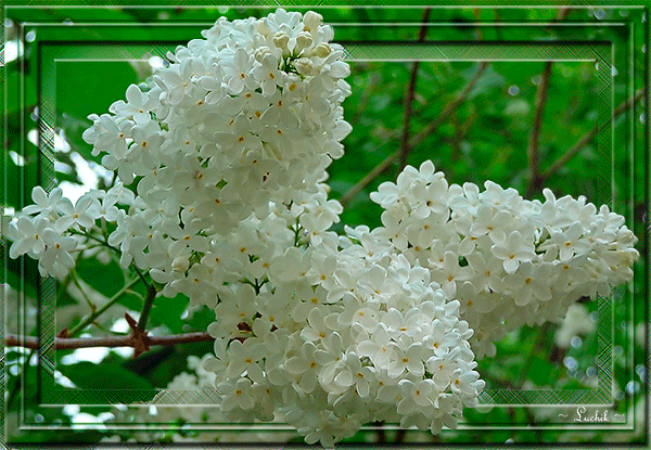 Открыткам Пусть запах любимой сирени, ностальгии пройдется по душам.