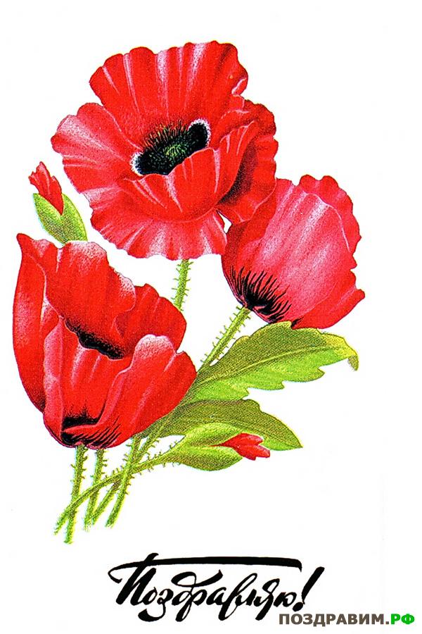 Открытки со стихами и красными маками. Открытка пожелать вам хочется счастья, широты, изобилия, добра.