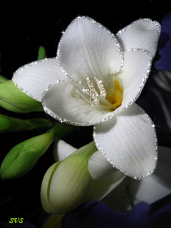  Скачать букет фрезий фото. Фрезия фото GIF. Фрезия на клумбе открытка.