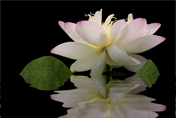 Открытка пурпурный Лотос. Открытка Фея в цветке лотоса. Открытка поляна лотосов.