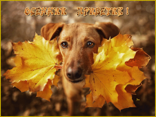 Картинки Привет мужчине. Привет картинки смешные. Картинка Привет из осени.