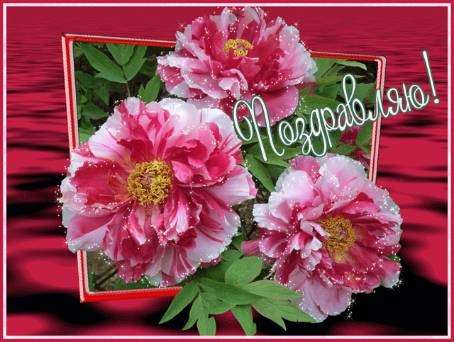 Картинки с пионами на рабочий стол. Картинка Доброе утро с пионами.