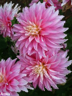 Открытка гиф мерцающая с одной фиолетовой астры. Открытка с анимацией различн...