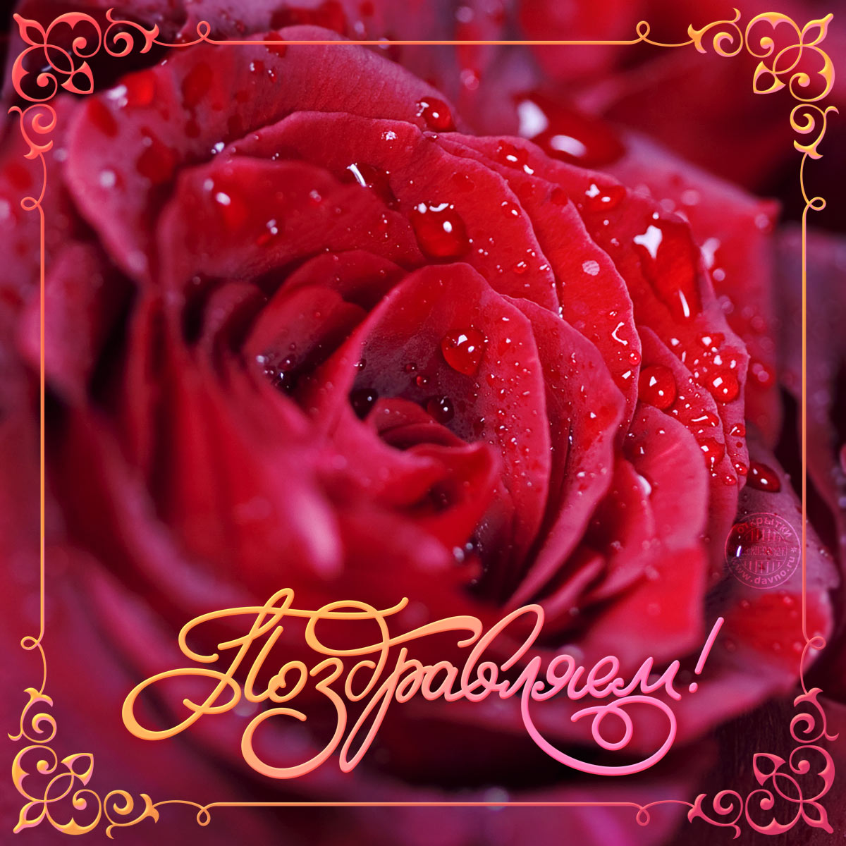 Открытка с цветами поздравляю. картинки с надписью Поздравляю.