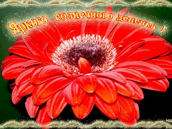 Открытки С днём рождения с герберами. Открытки с герберами. 