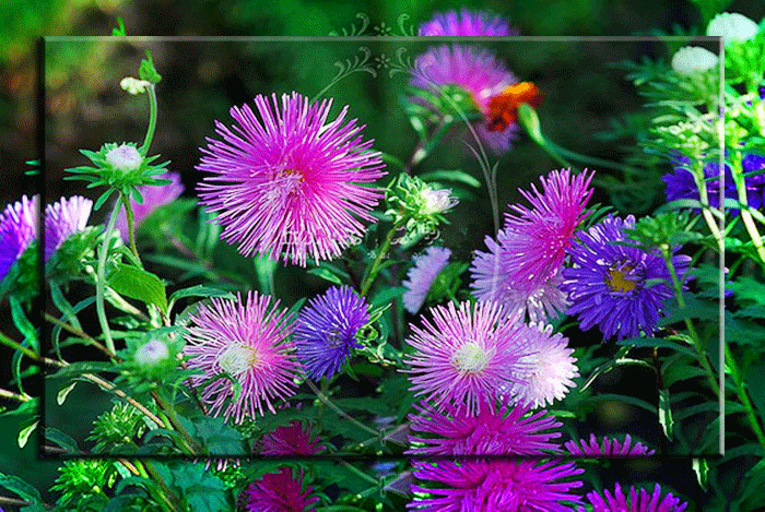 Открытки мерцающие бабочка с астрой. Открытки с букетом остров ко дню рождения.