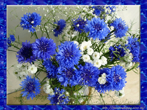 Картинки с васильками и ромашками. Красивые картинки с васильками.