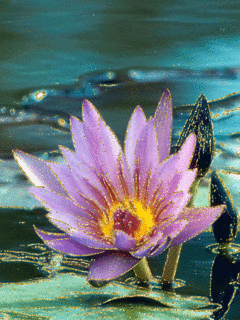 Открытка мерцающая блестящая с цветком лотоса. Открытка Лотос блестит в темноте.