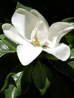 Открытка Доброе утро С чашечкой чая и букетом жасмина стеклянной вазе.