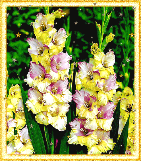 Открытки с гладиолусами. Картинка с гладиолусами. С днём рождения картинка гл...