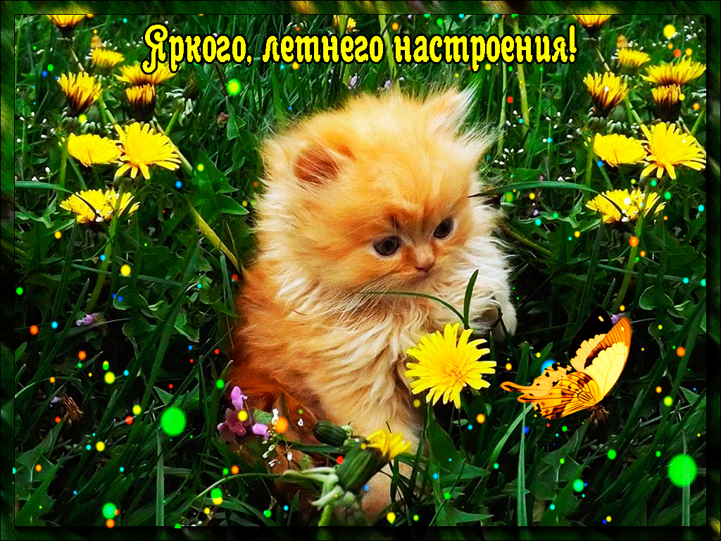 Открытка бабочка над желтым одуванчиком. Открытка яркого тебе дня с жёлтыми и...