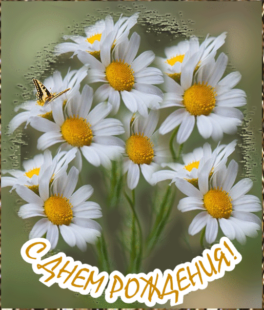 Открытки С днём рождения подруге с ромашками открытки с ромашками на день рож...