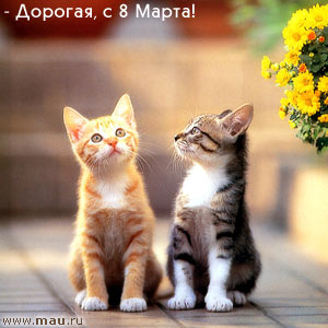 Смешные картинки котов без надписей. Смешные фотографии кошек карикатуры про ...