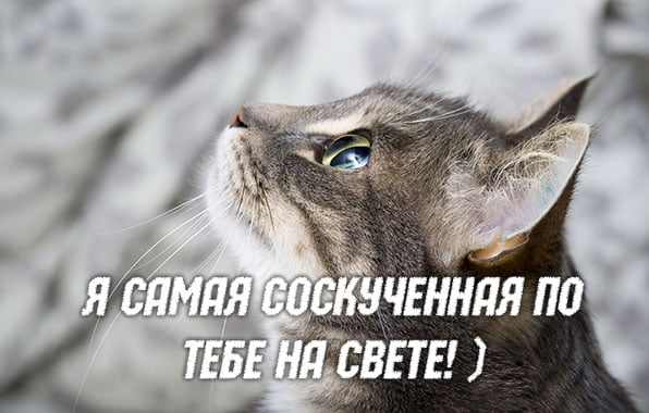 Картинка Я скучаю по тебе любимый. Картинка Я скучаю без тебя.