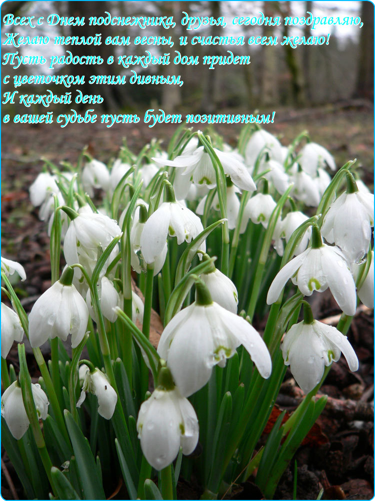 Показать открытки с Днем подснежника. Открытки поздравления с днем подснежника.