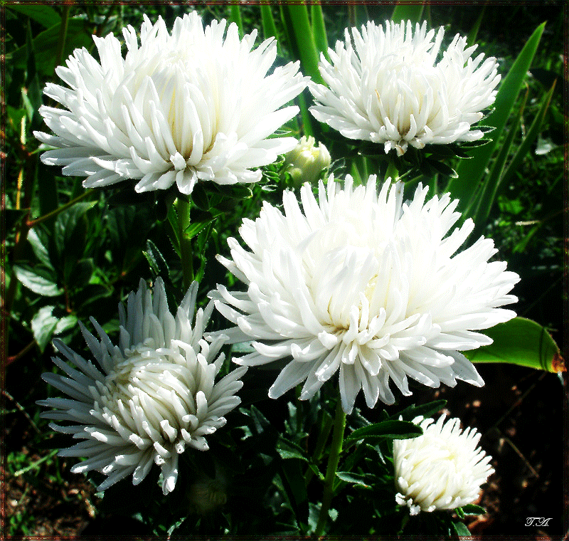 Открытка бабочка сидит на букете малиновых астр. Открытка А это тебе Береги с...