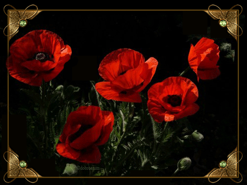 Открытка гиф большой красный мак. С днем рождения мерцающая с букетом красных...