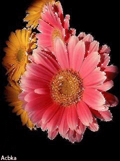 Открытка со стихами с малиновыми и розовыми герберами , ромашкой и тюльпанами.