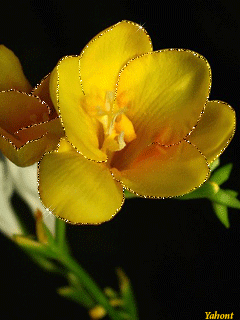 Открытка с распускающимися цветами фрезии. Открытка роса на цветах.