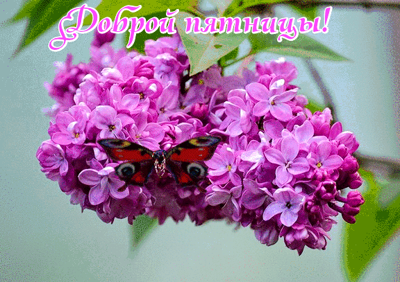 Поздравительные открытки с сиренью. Картинка с сиренью. Красивая картинка с сиренью.