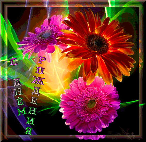 Нежная открытка с днём рождения со светло розовыми герберами.