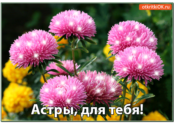 Открытка с астрами. Картинки доброе утро с астрами, картинки с астрами, краси...