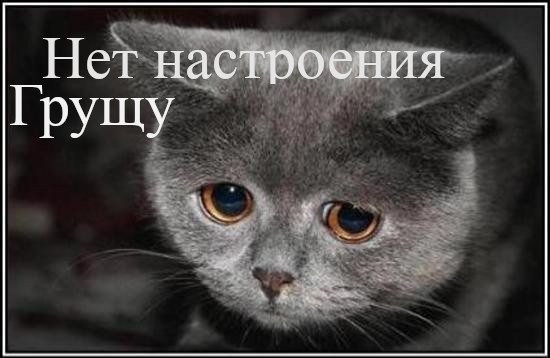 Смешные картинки котов с надписью. Смешные фото котов с приколами.