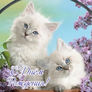 Смешные картинки котов с надписью. Смешные фото котов с приколами.