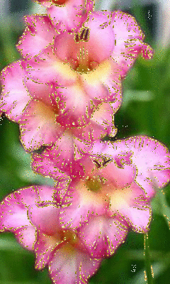 Открытки с гладиолусами. Картинка с гладиолусами. С днём рождения картинка гл...