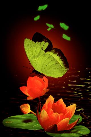 Открытка гиф белый лотос. Открытка Лотос под дождём. Открытка белый лотос на ...